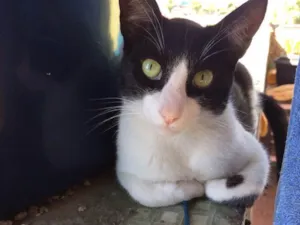 Gato raça Gato de mato idade 2 anos nome Mexerica, Pedrinho e