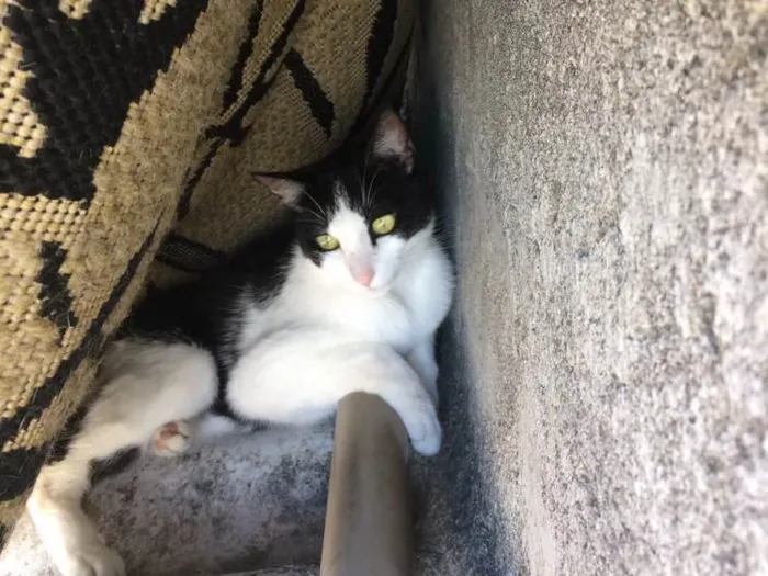 Gato raça Gato de mato idade 2 anos nome Mexerica, Pedrinho e