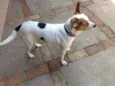 Cão de guarda