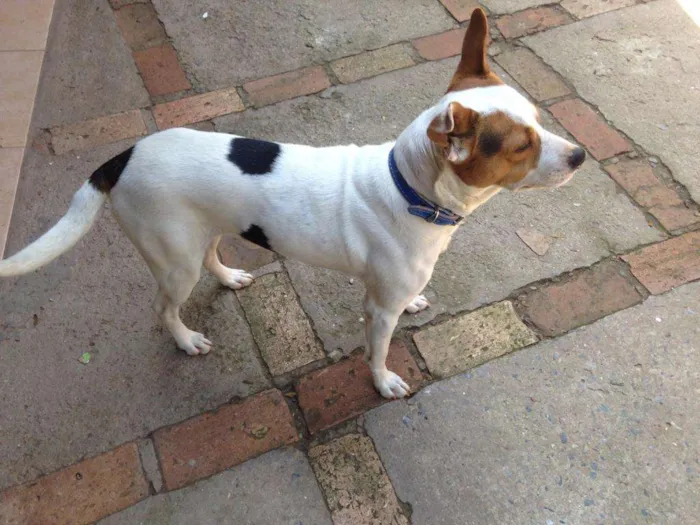 Cachorro raça Vira-lata idade 3 anos nome Cão de guarda
