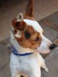 Cão de guarda