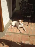 Cão de guarda