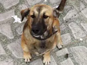 Cachorro raça Viralata idade 7 a 11 meses nome Belinha