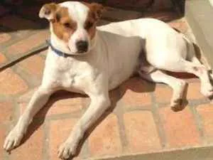 Cachorro raça Vira-lata idade 3 anos nome Cão de guarda