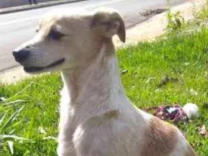 Cachorro raça SRD idade 6 ou mais anos nome Bob