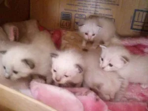 Gato raça  idade 2 a 6 meses nome nao tem