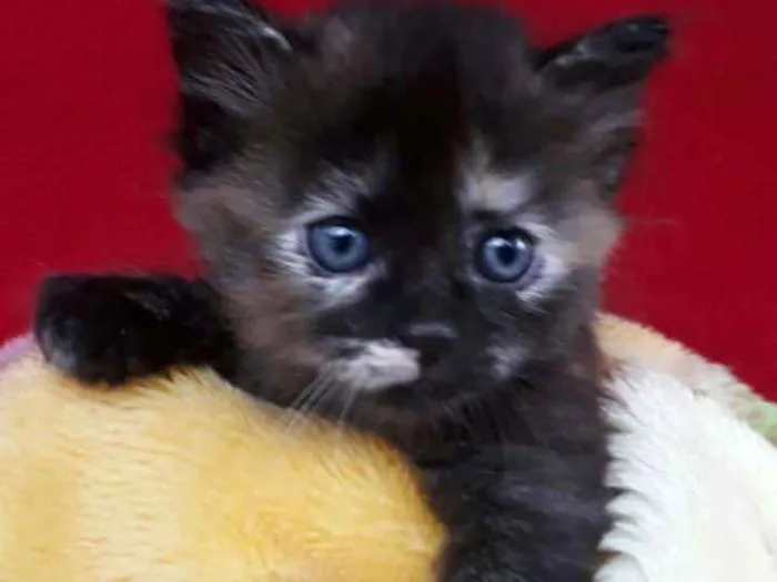 Gato ra a Gato idade Abaixo de 2 meses nome Jade, tigresa, Lion.
