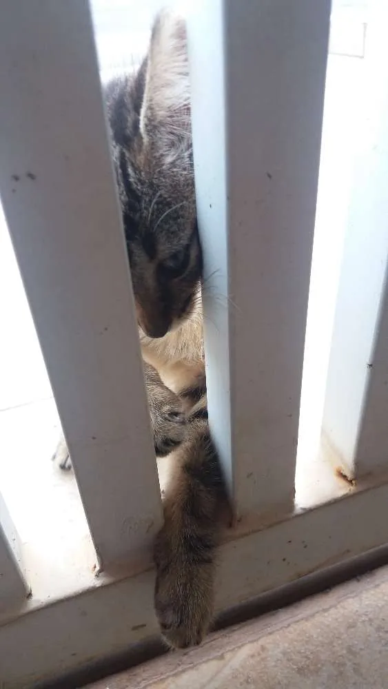 Gato raça Vira-lata idade Abaixo de 2 meses nome Não sei