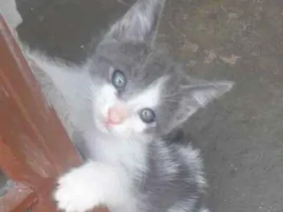 Gato raça Vira Lata  idade 2 a 6 meses nome Estopinha 