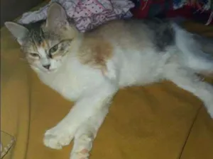 Gato raça Vira-lata mestiça  idade 7 a 11 meses nome Kiara