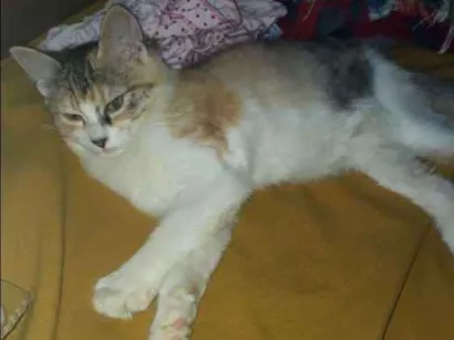 Gato raça Vira-lata mestiça  idade 7 a 11 meses nome Kiara
