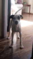 Pirata