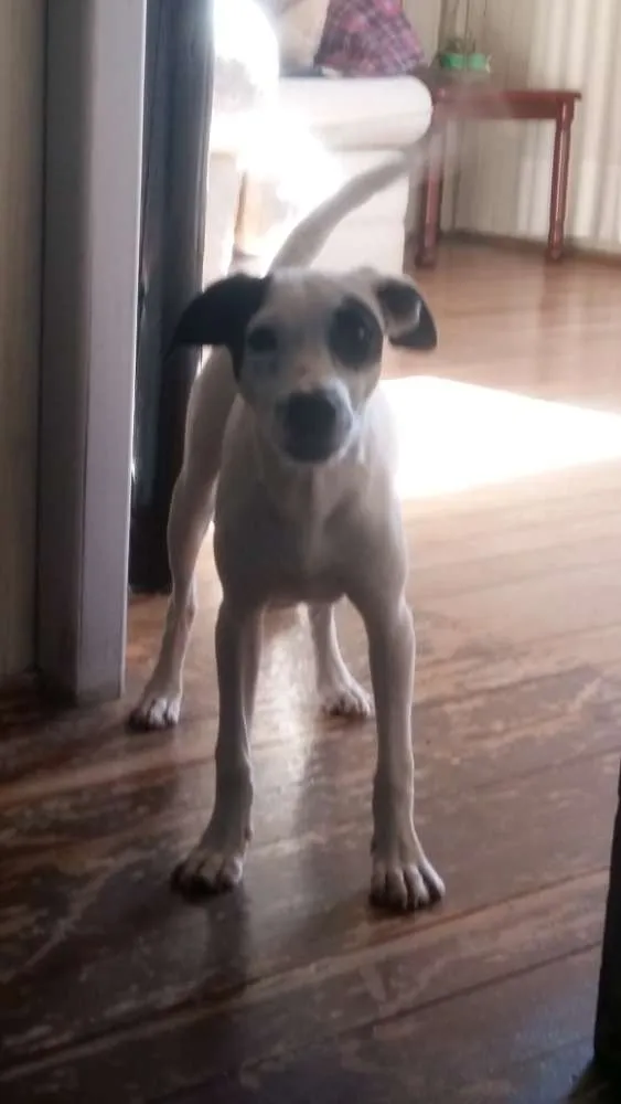 Cachorro ra a Vira lata  idade 2 a 6 meses nome Pirata