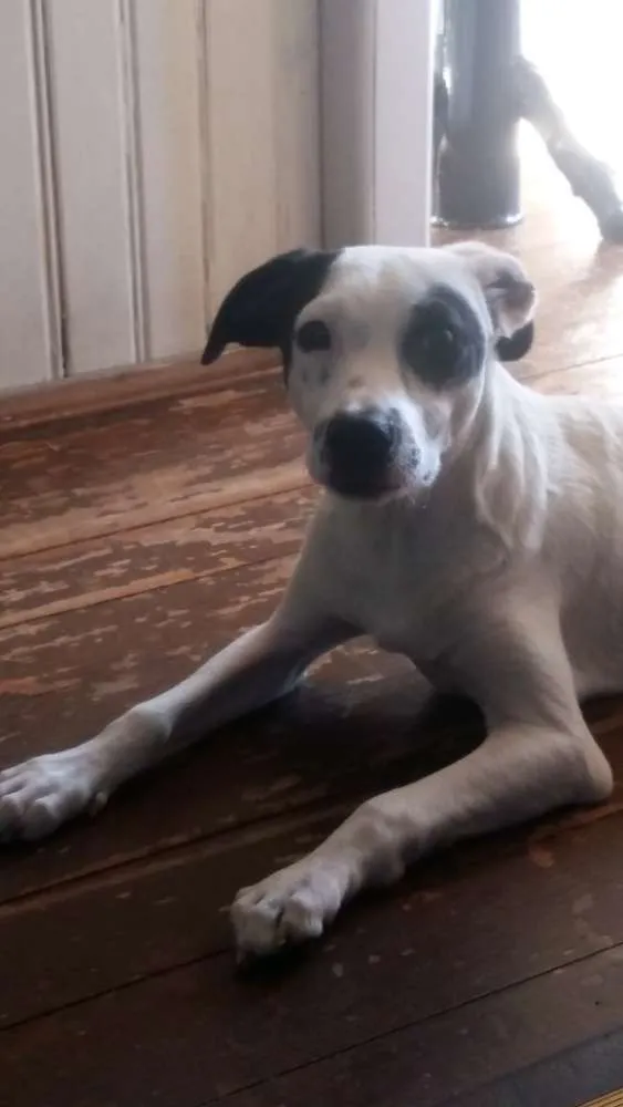 Cachorro ra a Vira lata  idade 2 a 6 meses nome Pirata