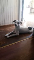 Pirata