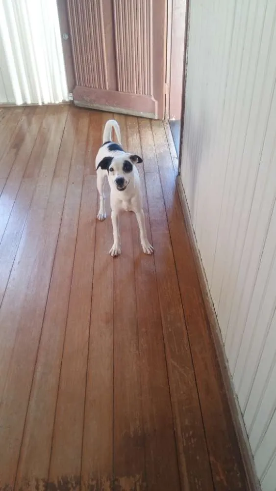 Cachorro ra a Vira lata  idade 2 a 6 meses nome Pirata