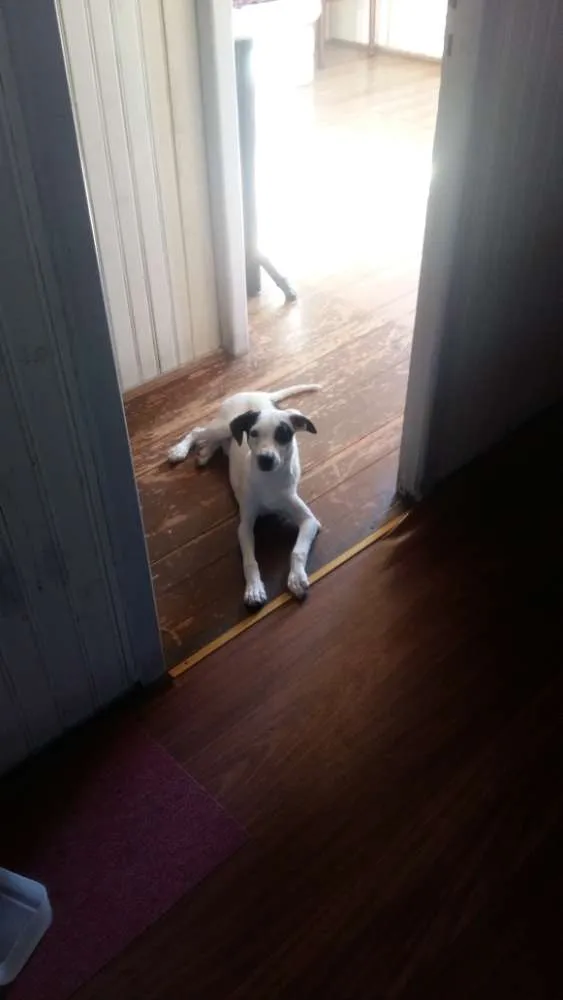 Cachorro ra a Vira lata  idade 2 a 6 meses nome Pirata