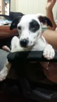 Pirata