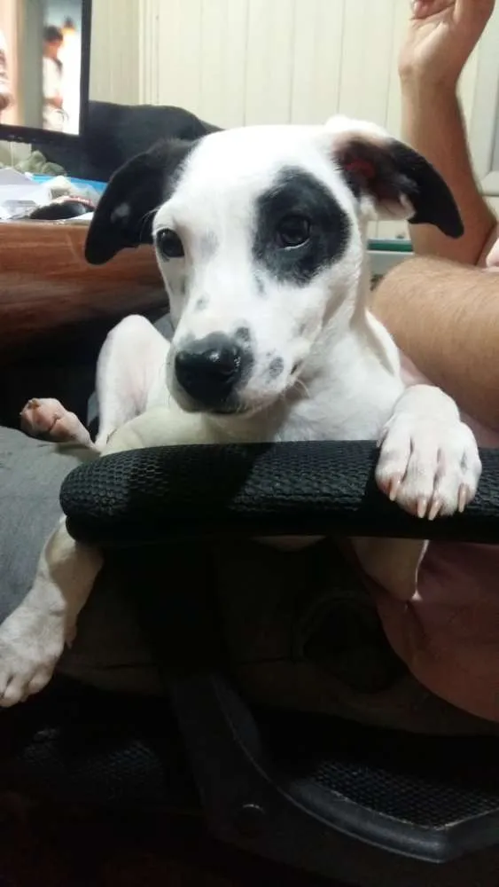 Cachorro ra a Vira lata  idade 2 a 6 meses nome Pirata