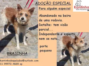 Cachorro raça SRD idade 6 ou mais anos nome Brasinha