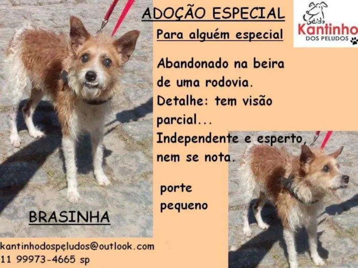 Cachorro ra a SRD idade 6 ou mais anos nome Brasinha