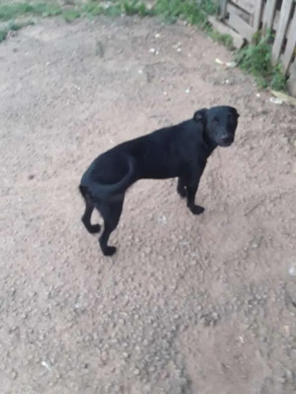 Cachorro ra a Indefinida idade 1 ano nome Penelope/Pabodora