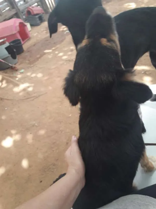 Cachorro ra a Indefinida idade 1 ano nome Penelope/Pabodora