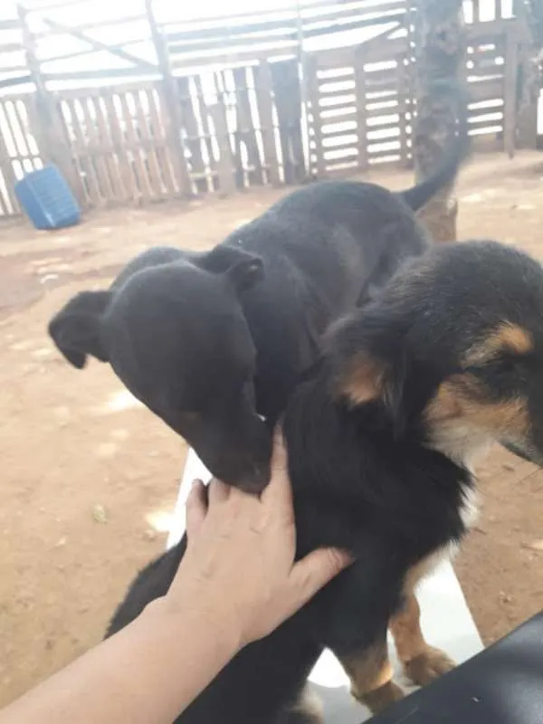 Cachorro ra a Indefinida idade 1 ano nome Penelope/Pabodora