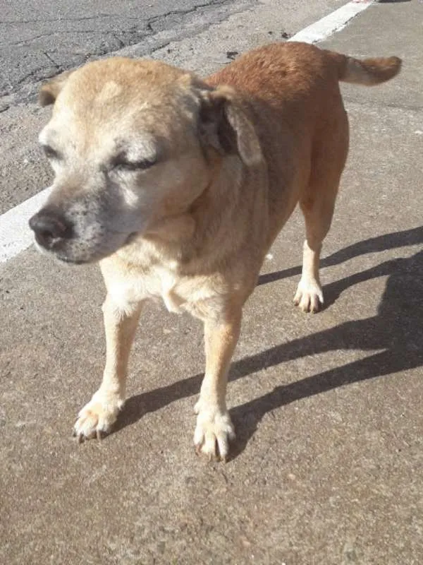 Cachorro raça indefinida idade 5 anos nome Megg