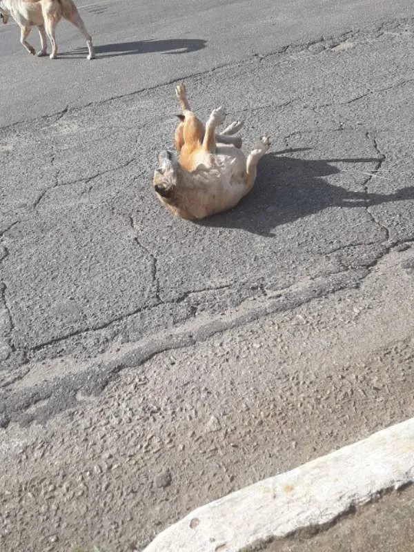 Cachorro raça indefinida idade 5 anos nome Megg