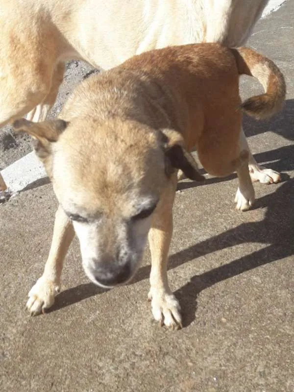 Cachorro raça indefinida idade 5 anos nome Megg