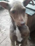 Bombom
