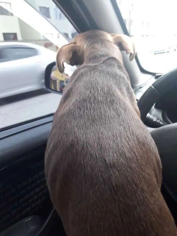 Cachorro ra a Indefnidida idade 2 anos nome Bombom