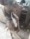 Bombom