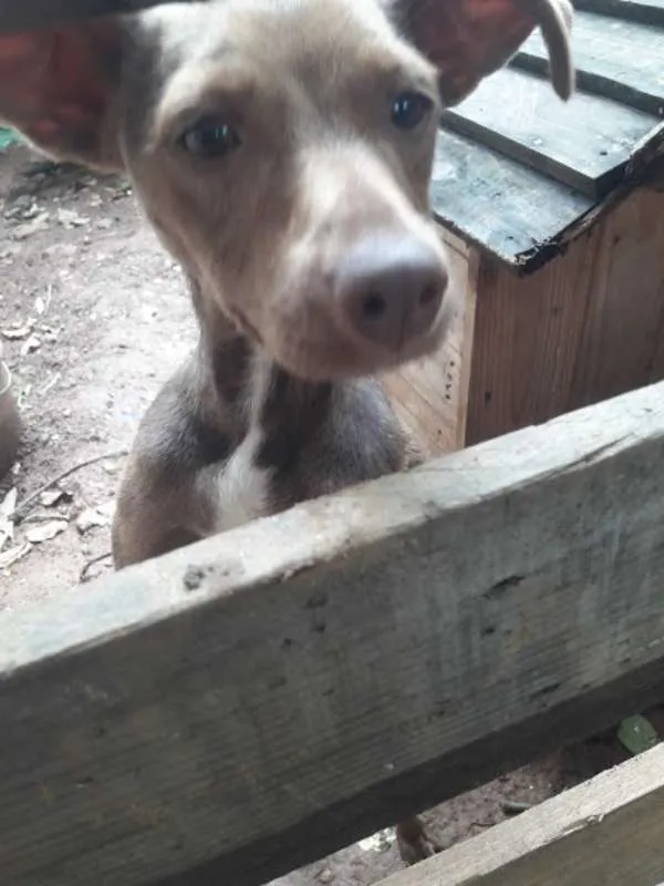 Cachorro ra a Indefnidida idade 2 anos nome Bombom