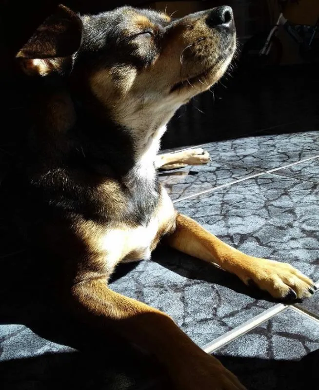 Cachorro ra a SRD idade 3 anos nome ROCKY