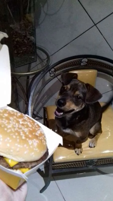 Cachorro ra a SRD idade 3 anos nome ROCKY