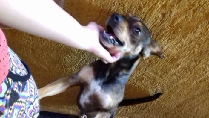 Cachorro ra a SRD idade 3 anos nome ROCKY