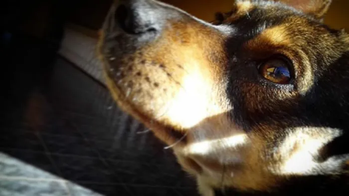 Cachorro ra a SRD idade 3 anos nome ROCKY