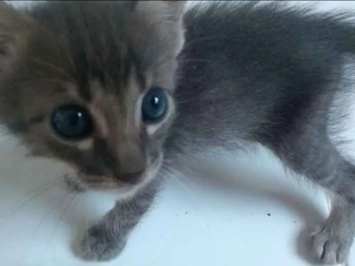 Gato raça American Shorthair  idade Abaixo de 2 meses nome Não têm nomes