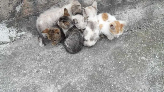 Gato ra a sem raça idade 2 a 6 meses nome sem nome