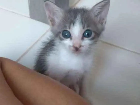 Gato raça American Shorthair  idade Abaixo de 2 meses nome Não têm nomes