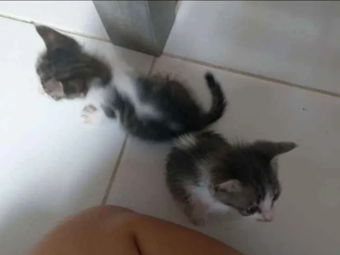 Gato raça American Shorthair  idade Abaixo de 2 meses nome Não têm nomes