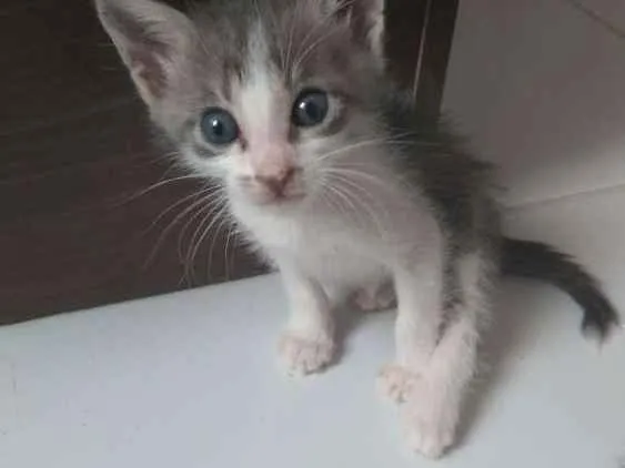 Gato raça American Shorthair  idade Abaixo de 2 meses nome Não têm nomes