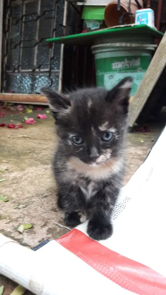 Gato ra a Gato idade Abaixo de 2 meses nome Jade, tigresa, Lion.