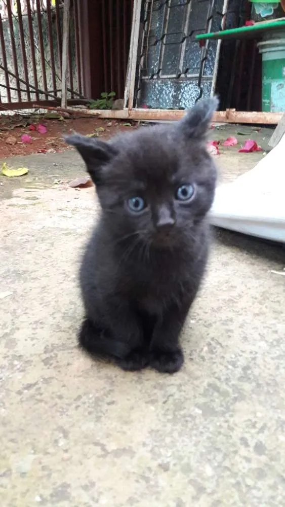 Gato ra a Gato idade Abaixo de 2 meses nome Jade, tigresa, Lion.