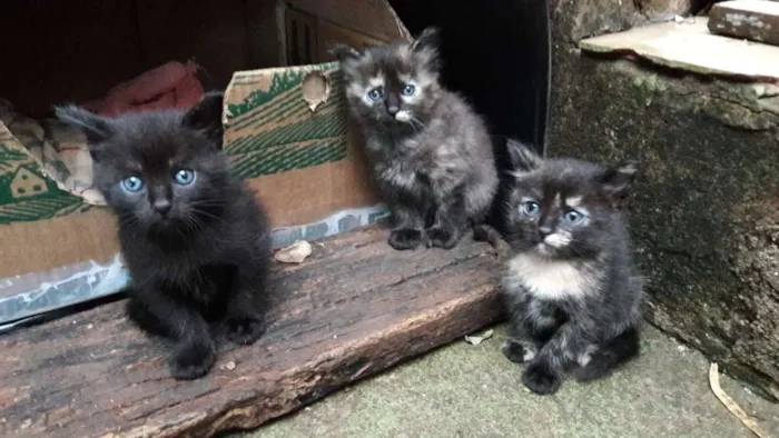 Gato ra a Gato idade Abaixo de 2 meses nome Jade, tigresa, Lion.