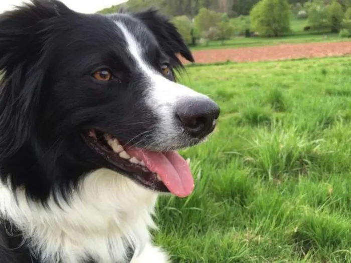 Cachorro ra a Border Collie   idade 1 ano nome Bob 