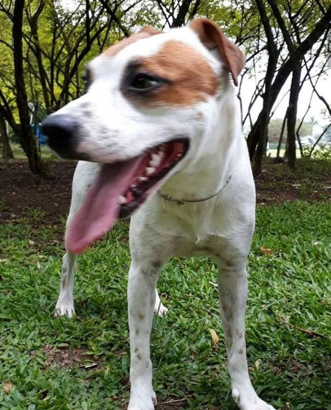 Cachorro ra a mestiça idade 2 anos nome Pandora