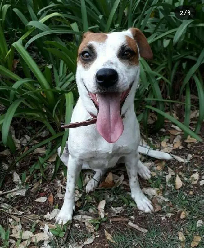 Cachorro ra a mestiça idade 2 anos nome Pandora